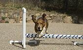 basset hound jumping