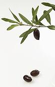 Olive Twig