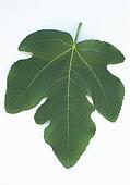 Fig leaf on white background