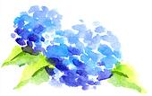 Stock Art. 195 hydrangea illustration graphics and vector EPS clip art 