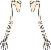 Image result for skeletal left and right arm