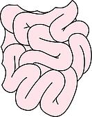 Drawings of Organs of the gastrointestinal tract: small instestine