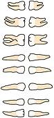 Clip Art of Upper & lower permanent teeth h201032 - Search Clipart