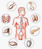 Kotiteatteri: 11 Major endocrine glands
