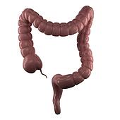 large intestine clipart