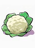 Cauliflower Illustrations and Clipart. 93 cauliflower royalty free