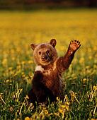 Stock Bild - braunbär, junge, winkende, an, sonnenuntergang, canada