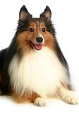 house pet, domestic, cute, loving, canines, shetland sheepdog - u18621745